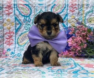 YorkiePoo Puppy for sale in LANCASTER, PA, USA
