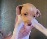 Puppy Puppy 3 Rat-Cha