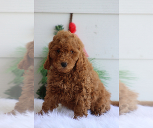Goldendoodle Puppy for sale in ITASCA, TX, USA