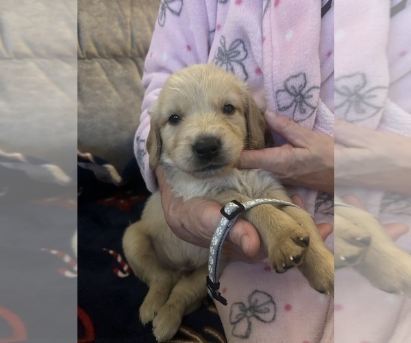 Medium Photo #1 Golden Retriever Puppy For Sale in AUSTIN, MN, USA