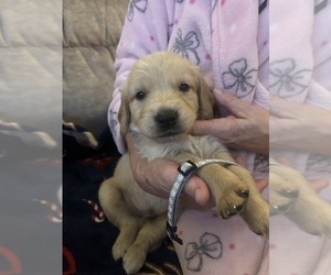 Golden Retriever Puppy for sale in AUSTIN, MN, USA