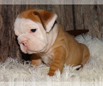 Small Photo #14 English Bulldog Puppy For Sale in VERONA, MO, USA