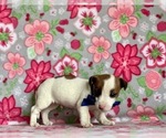 Small #4 Jack Russell Terrier