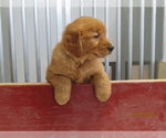 Small #3 Golden Retriever