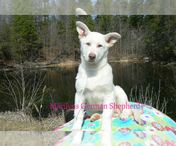 Medium Photo #1 German Shepherd Dog Puppy For Sale in PIEDMONT, MO, USA