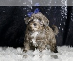 Small #6 Morkie
