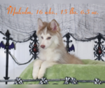 Puppy 1 Pomsky