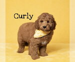 Small #1 Goldendoodle (Miniature)