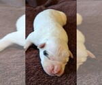 Small Photo #6 American Bulldog Puppy For Sale in MILLS RIVER, NC, USA