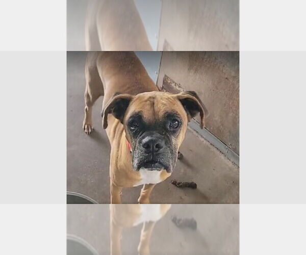 Medium Photo #3 Boxer Puppy For Sale in Austin, TX, USA