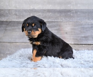 Rottweiler Puppy for sale in MILLERSBURG, OH, USA