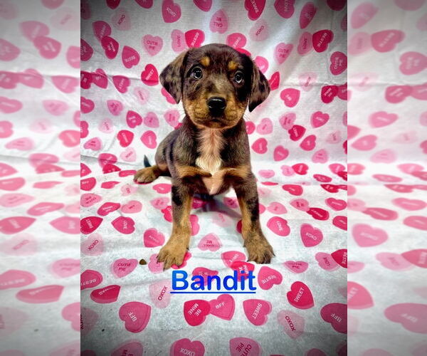 Medium Photo #2 Mutt Puppy For Sale in Mooresville, NC, USA