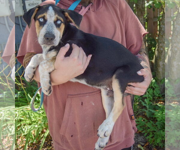 Medium Photo #2 Australian Shepherd-German Shepherd Dog Mix Puppy For Sale in Huntley, IL, USA