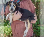 Small #1 Australian Shepherd-German Shepherd Dog Mix