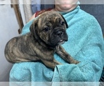 Small Photo #9 Olde English Bulldogge Puppy For Sale in VIOLA, AR, USA
