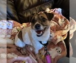 Small Jack Russell Terrier-Spaniel Mix