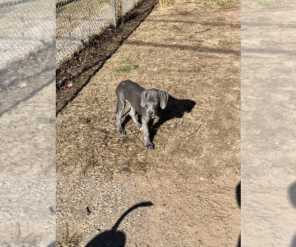 Medium Photo #1 Great Dane Puppy For Sale in NEW HAVEN, CT, USA