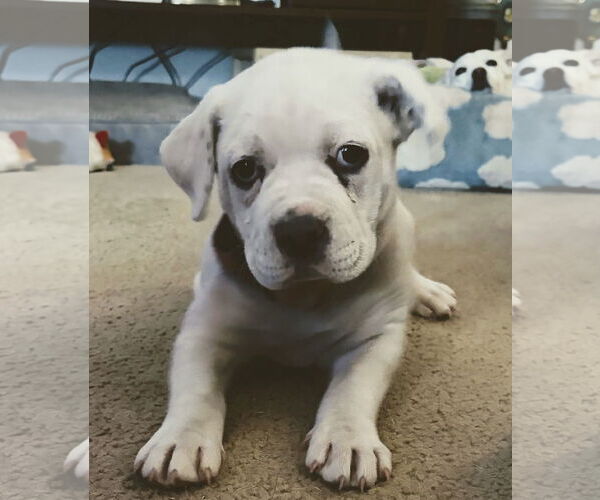 Medium Photo #1 Bulloxer Puppy For Sale in Rockaway, NJ, USA