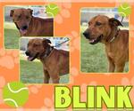 Small #1 Labrador Retriever Mix