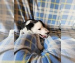Small Photo #4 Border Collie Puppy For Sale in RAMAH, CO, USA