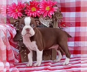 Boston Terrier Puppy for sale in FREDERICKSBURG, OH, USA