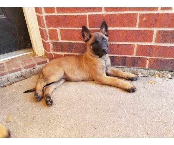 Medium Photo #2 Belgian Malinois Puppy For Sale in KATY, TX, USA