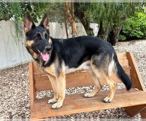 Trapper - Male German Shepherd Dog Dog for Adoption - Photo #5