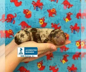 Dachshund Dog for Adoption in WINNSBORO, Louisiana USA