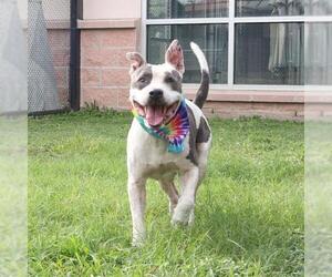 American Staffordshire Terrier-Unknown Mix Dogs for adoption in San Antonio, TX, USA