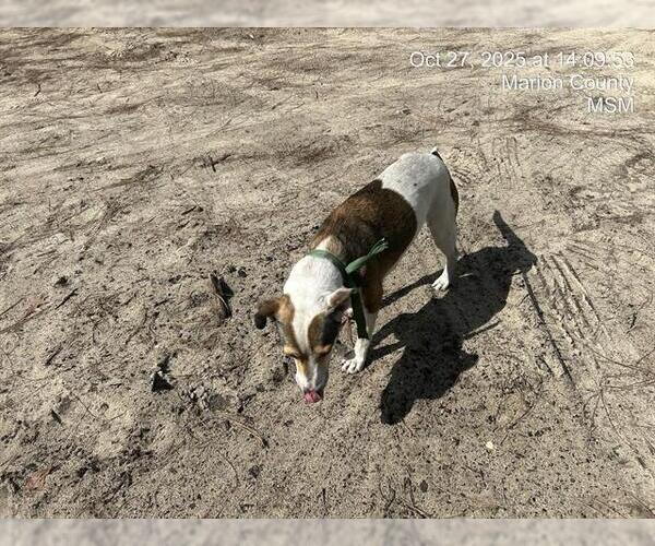 Medium Photo #1 Catahoula Leopard Dog-Unknown Mix Puppy For Sale in Ocala, FL, USA