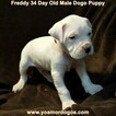 Small Photo #255 Dogo Argentino Puppy For Sale in PINEVILLE, MO, USA