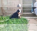 Small #7 Bernese Mountain Dog