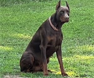 Father of the Doberman Pinscher puppies born on 02/15/2024