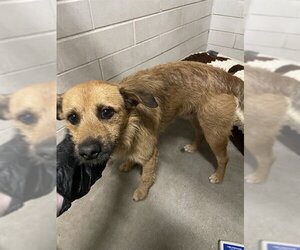 Mutt Dogs for adoption in Stockton, CA, USA