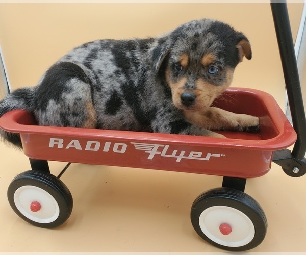Medium Photo #1 Pomsky Puppy For Sale in GOSHEN, IN, USA