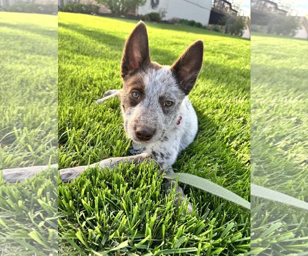 Medium Photo #9 German Shepherd Dog-Unknown Mix Puppy For Sale in Gretna, NE, USA