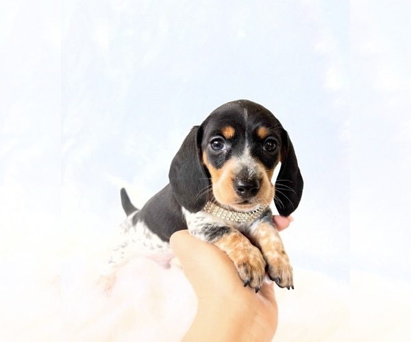 Medium Photo #5 Dachshund Puppy For Sale in DAVIS, CA, USA