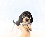 Small #4 Dachshund