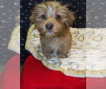 Small Photo #13 Yo-Chon Puppy For Sale in PATERSON, NJ, USA