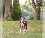 Small #4 Mutt