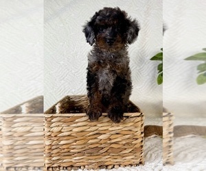 Cock-A-Poo Puppy for sale in GREENFIELD, IN, USA