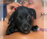 Small #2 Chihuahua Mix