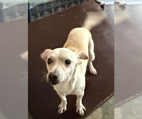 Medium Photo #2 Chihuahua Puppy For Sale in San Diego, CA, USA