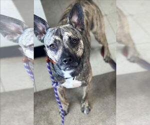 AUBREY - Female Plott Hound-Unknown Mix Dog for Adoption - Photo #3
