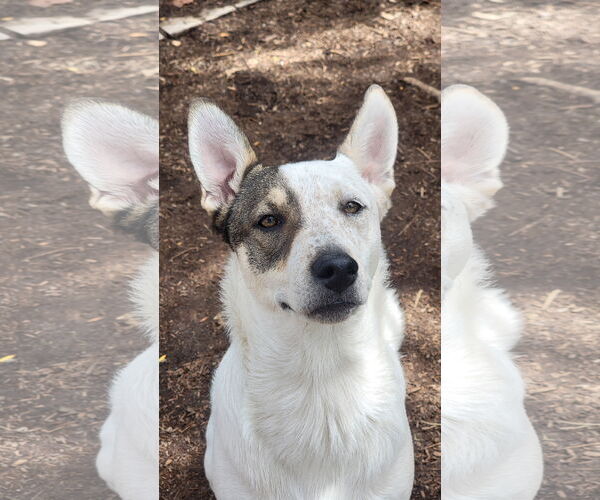 Medium Photo #13 Siberian Husky-Unknown Mix Puppy For Sale in Sandy, UT, USA