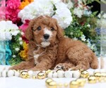 Small #6 Cavapoo
