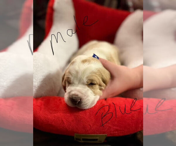 Medium Photo #1 Basset Hound Puppy For Sale in MARION, IN, USA