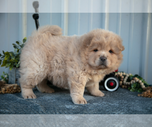 Medium Photo #2 Chow Chow Puppy For Sale in WOLCOTTVILLE, IN, USA