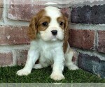 Small #6 Cavalier King Charles Spaniel