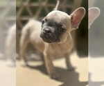 Small Photo #8 French Bulldog Puppy For Sale in UNION CITY, GA, USA